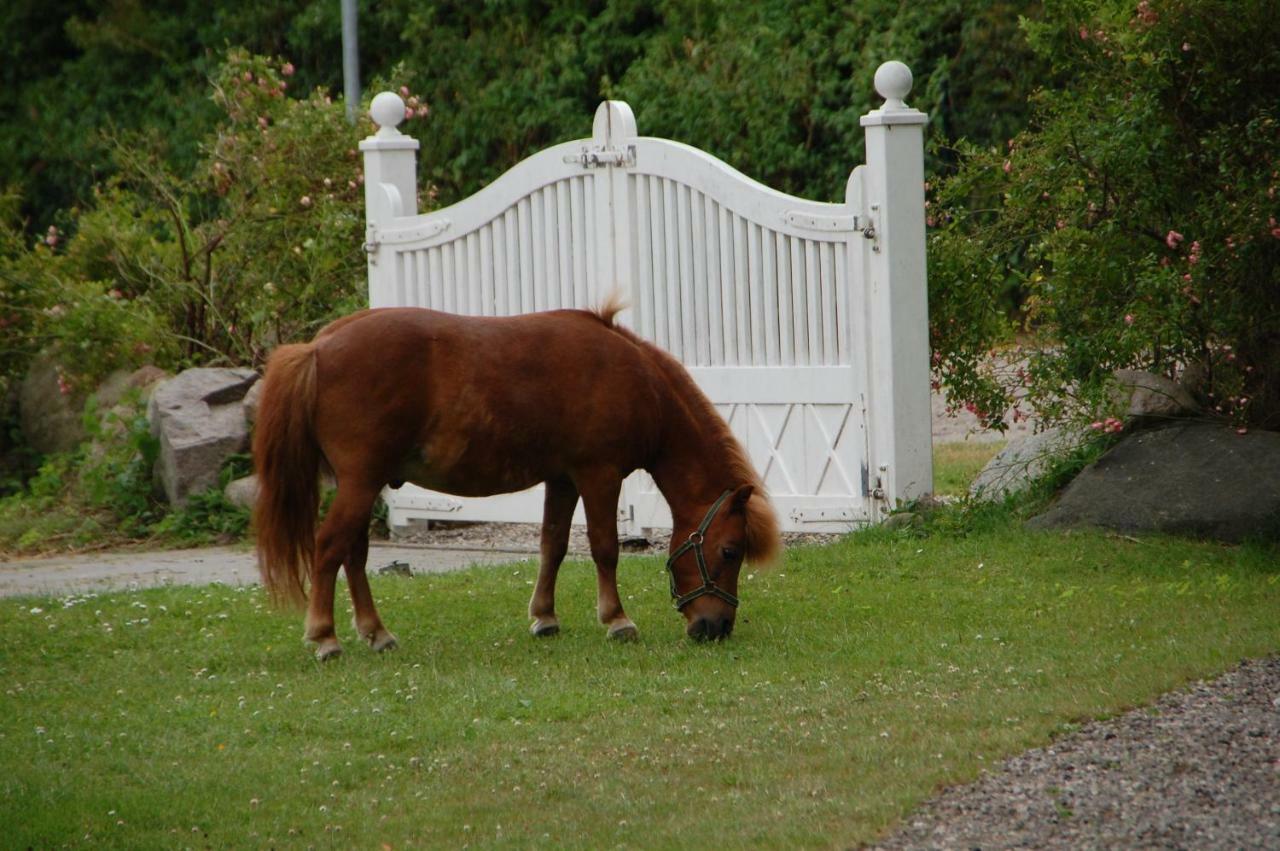 Ostseepferdehof Neukirchen  Zewnętrze zdjęcie